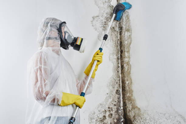 Best Residential Mold Removal  in Granville, OH
