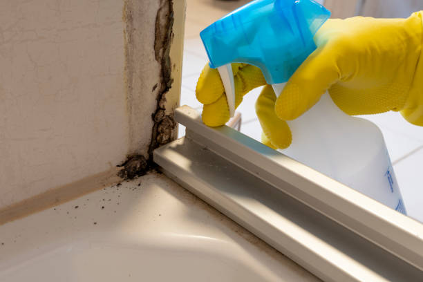Best Best Mold Removal Companies  in Granville, OH