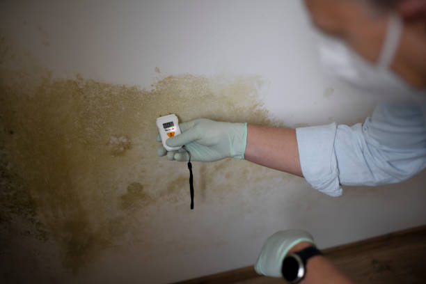 Best Best Mold Removal Companies  in Granville, OH