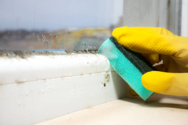 Best Mold Removal Process  in Granville, OH